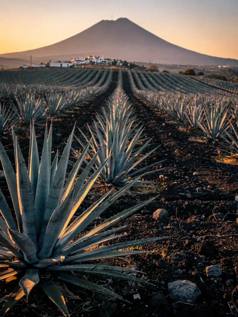 Agave & Boden in der Region Valle de Tequila