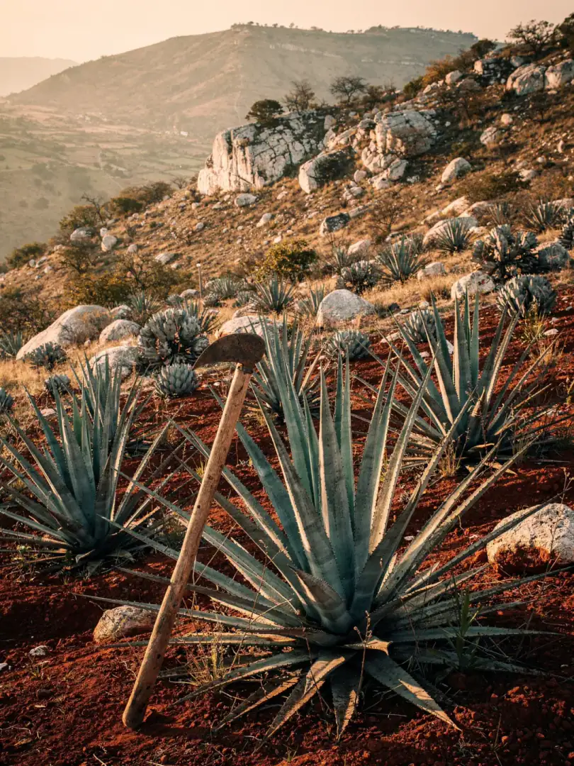 Agave & Boden in der Region Valles Centrales de Oaxaca