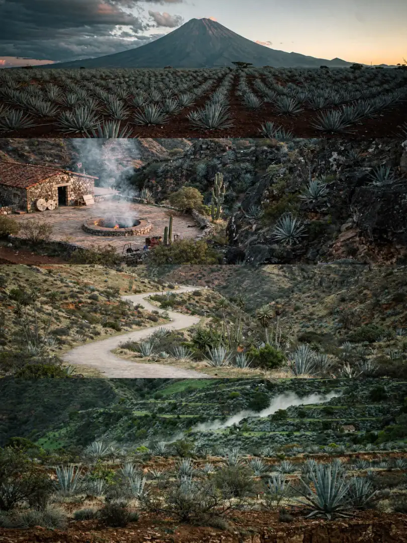 Ein Weg durch die Agavenlandschaften der Welt im Abendlicht