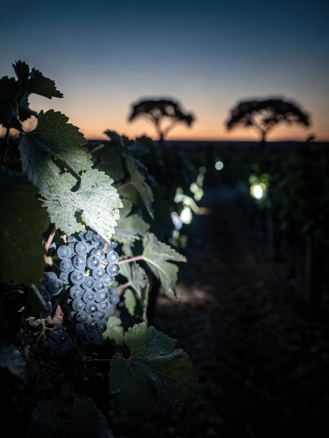 Klima in der Region Alentejo