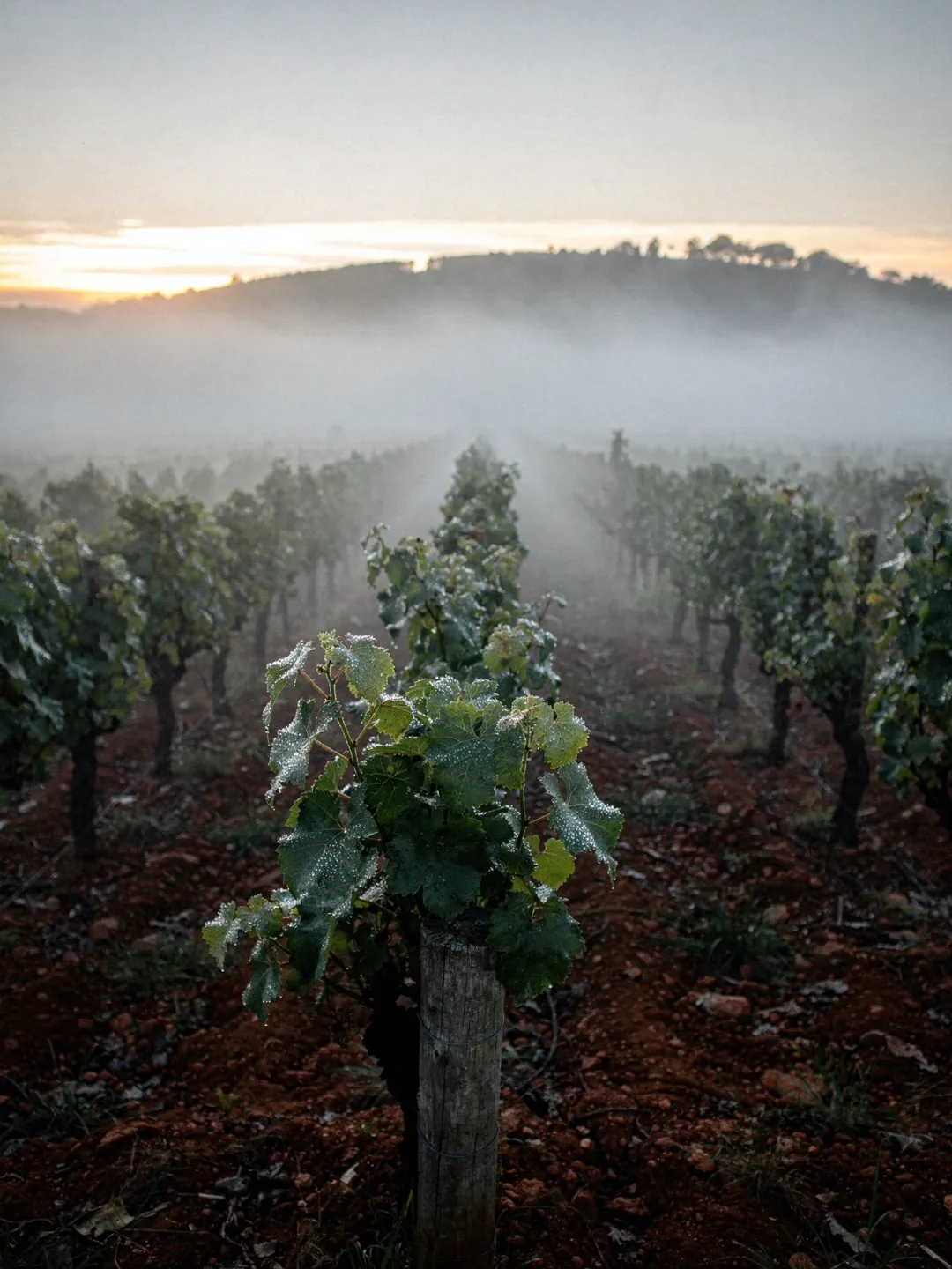 Klima in der Region Bairrada