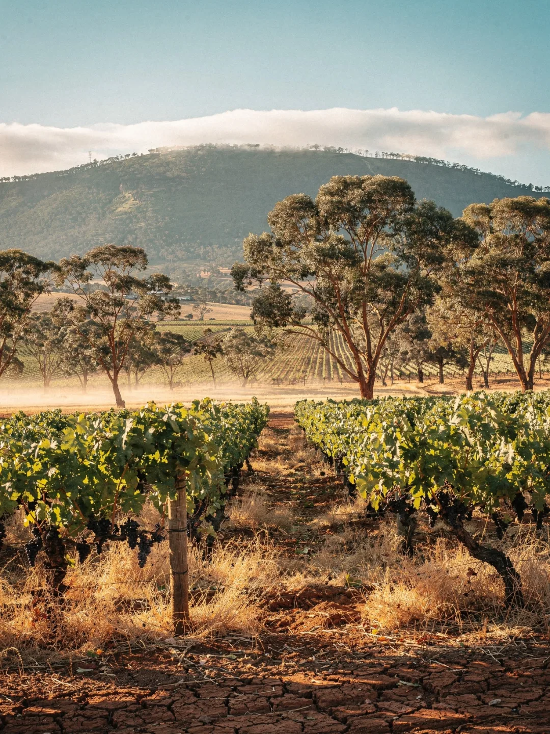 Klima in der Region Barossa Valley