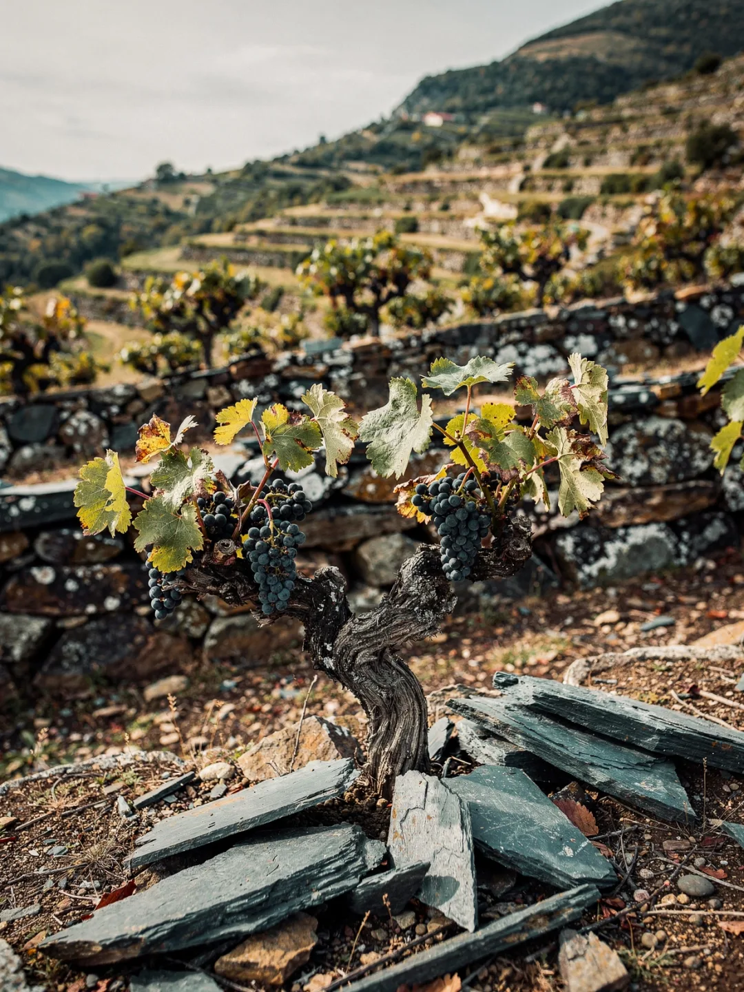 Rebsorten in der Region Bierzo