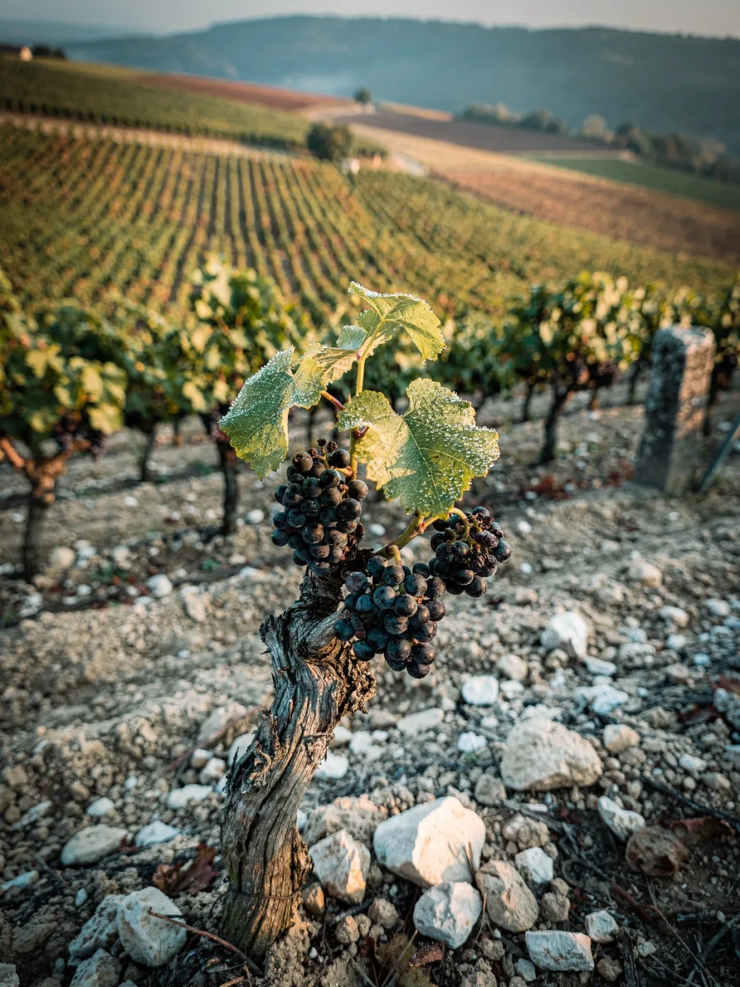 Rebsorten in der Region Burgund