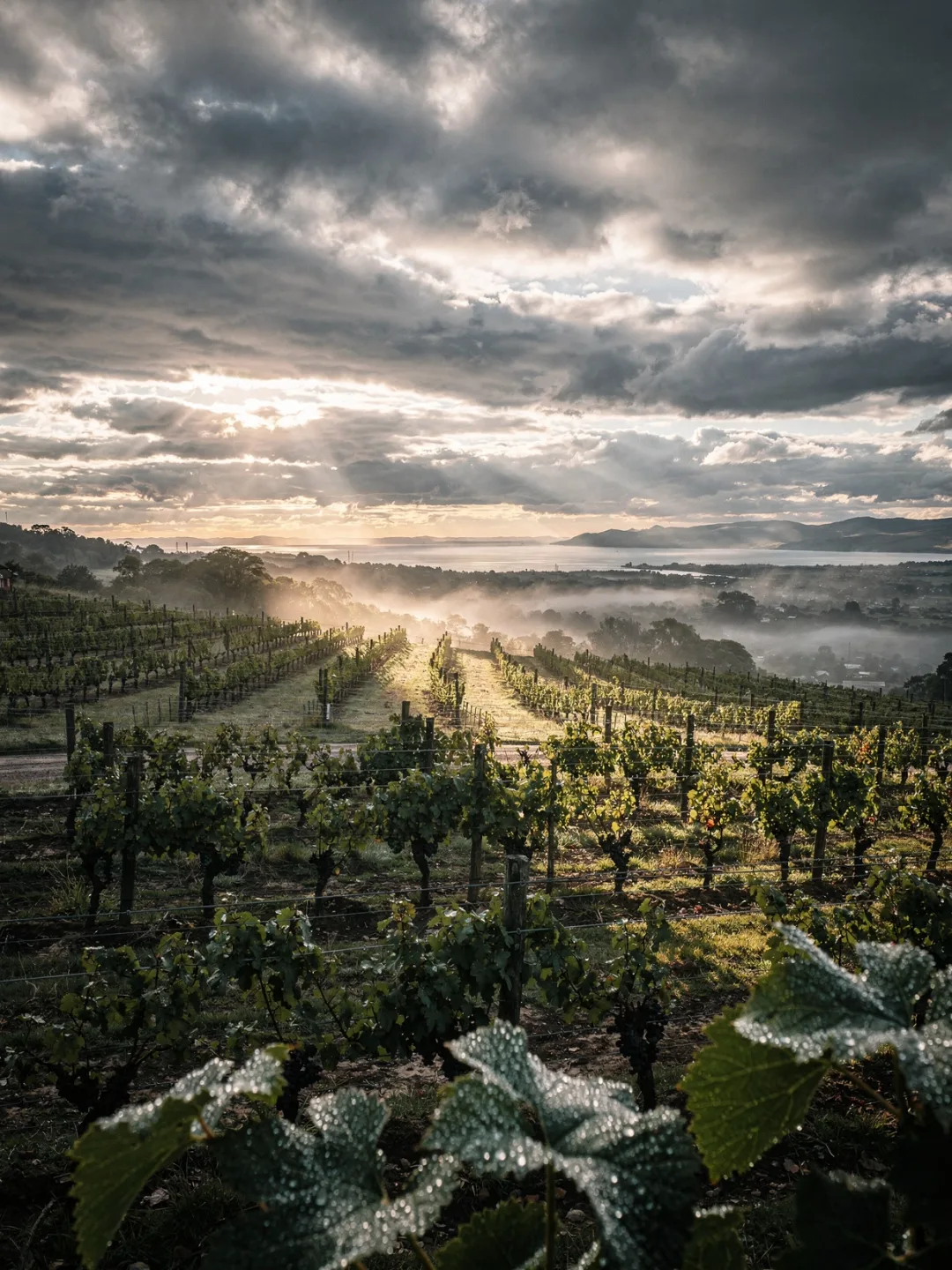 Klima in der Region Canelones