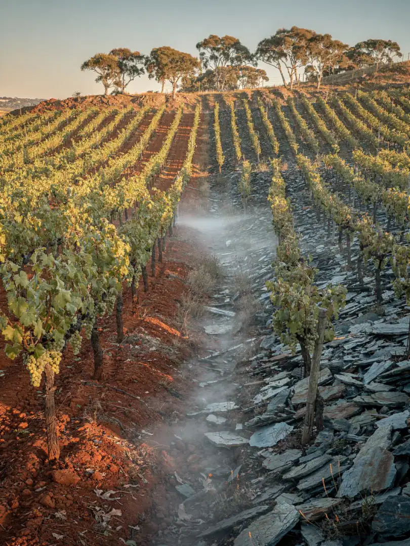 Grape Varieties in the region Clare Valley