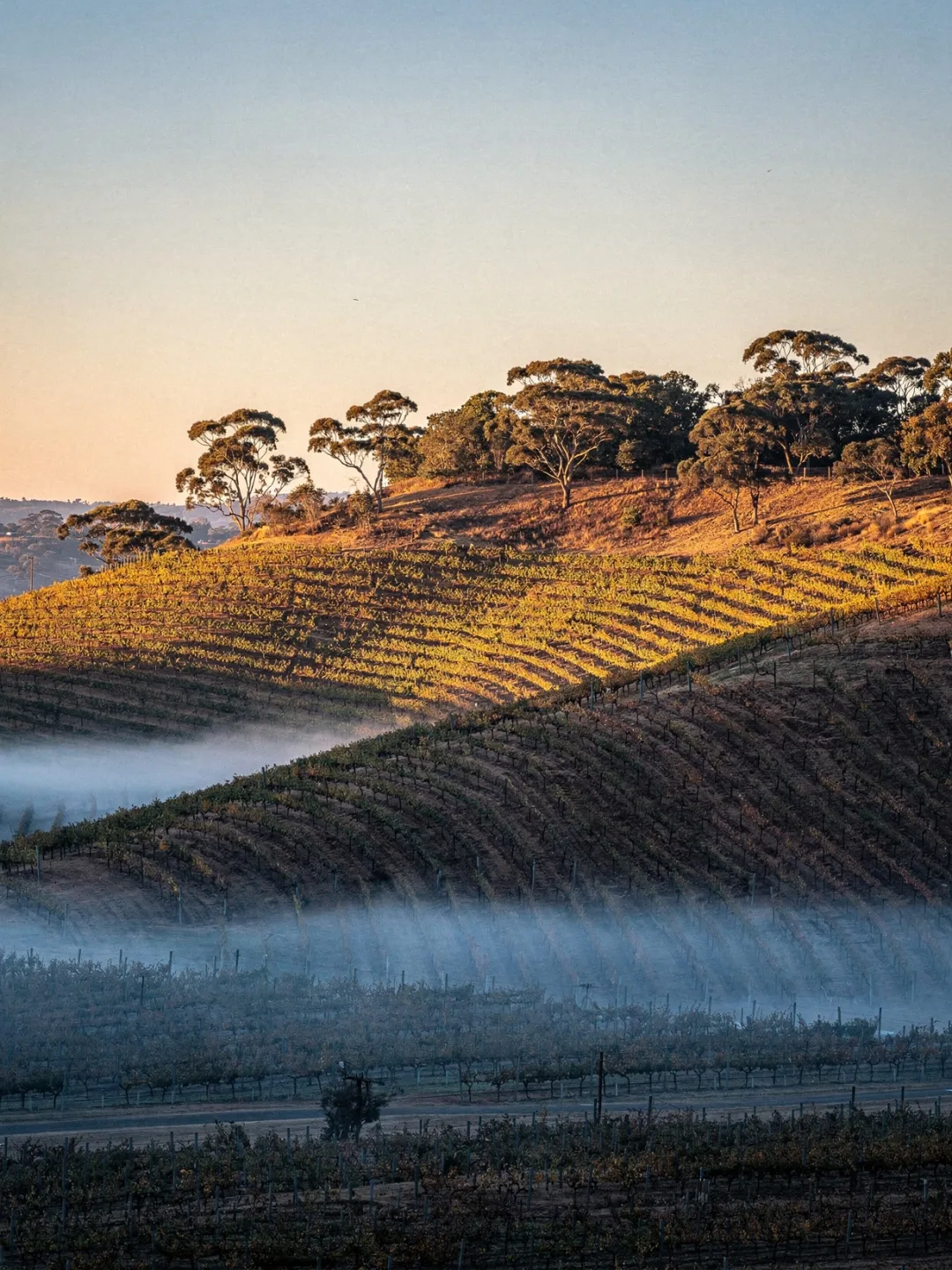 Klima in der Region Clare Valley