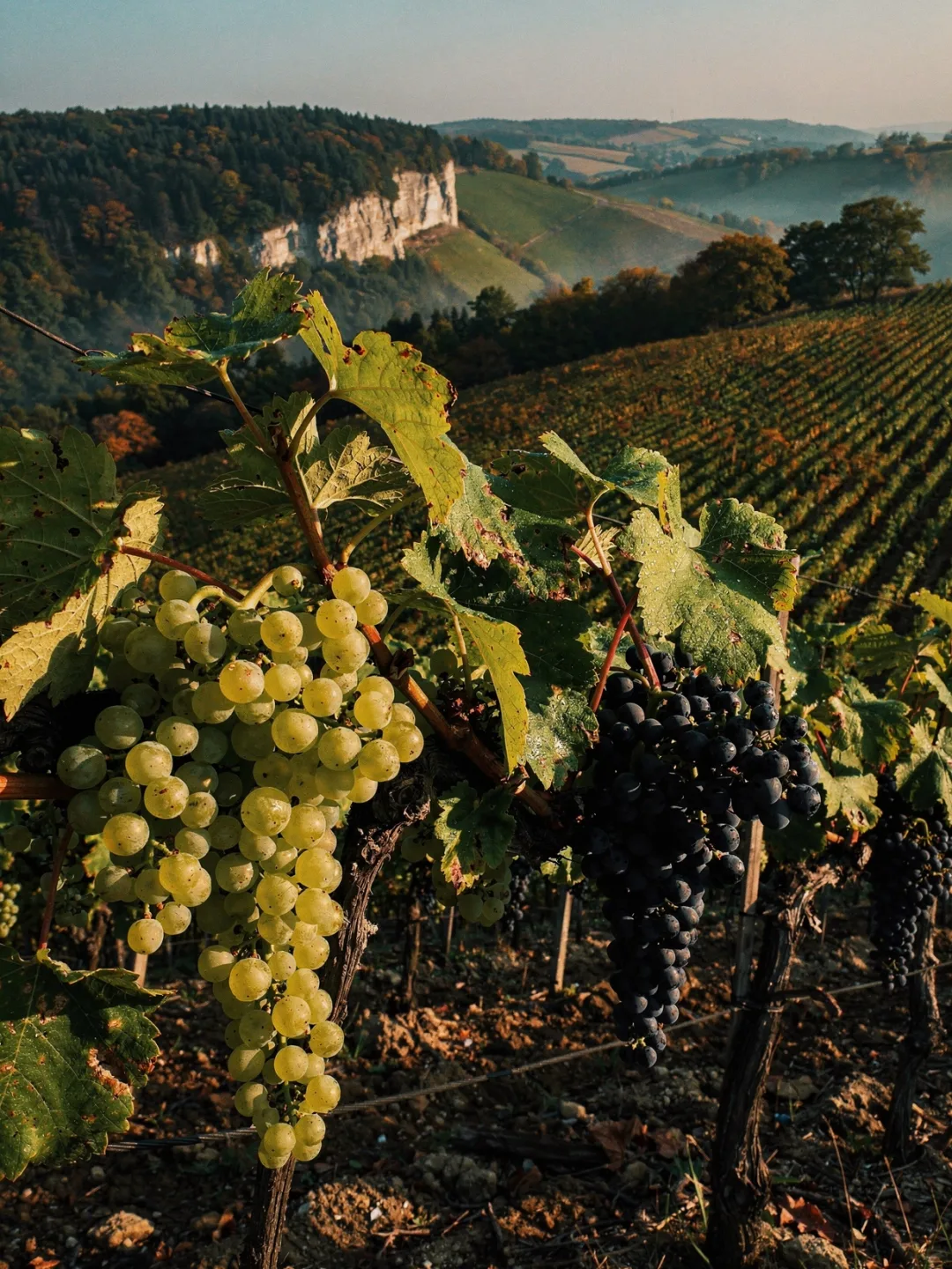 Rebsorten in der Region Codru