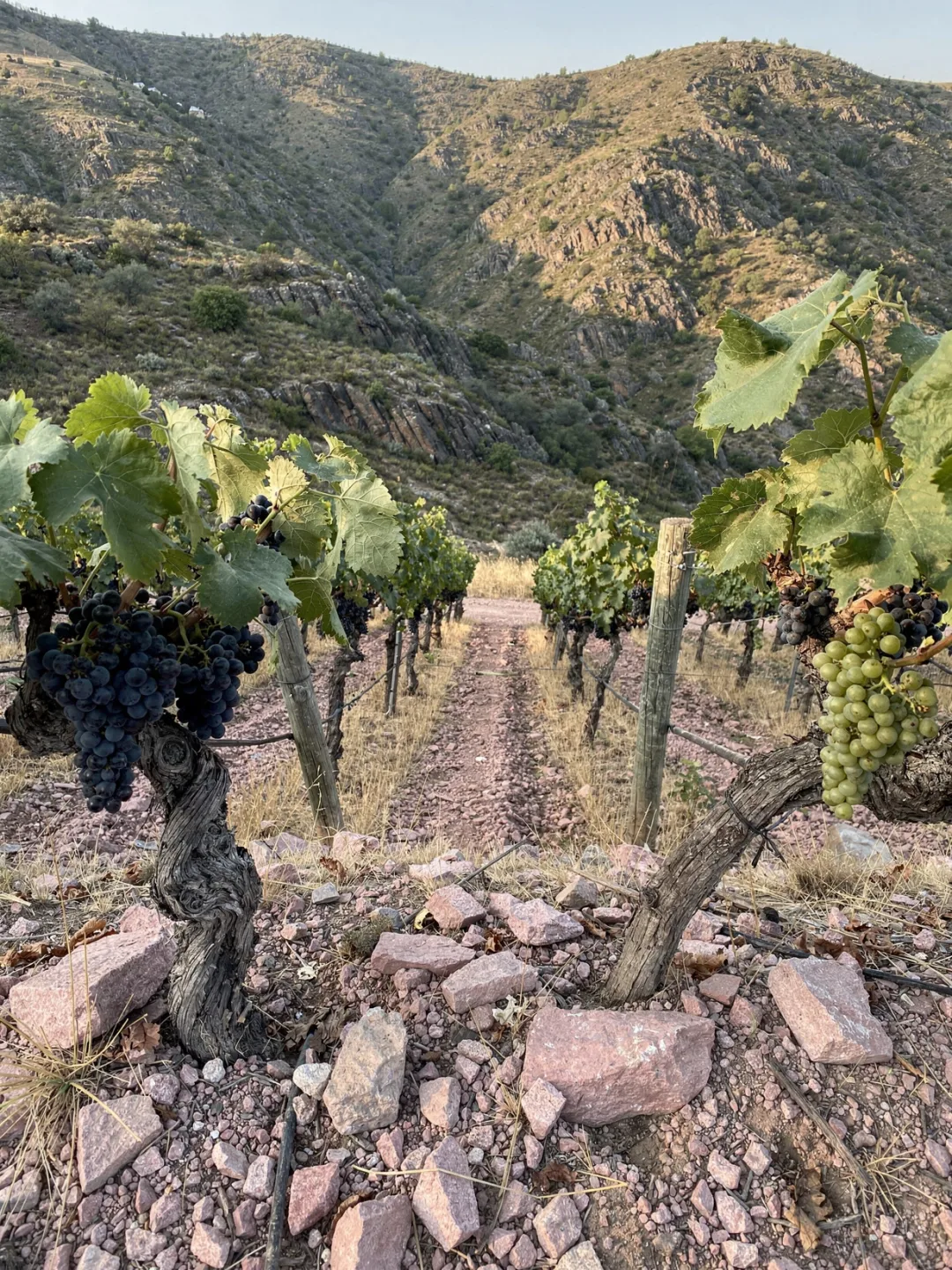 Rebsorten in der Region Colchagua