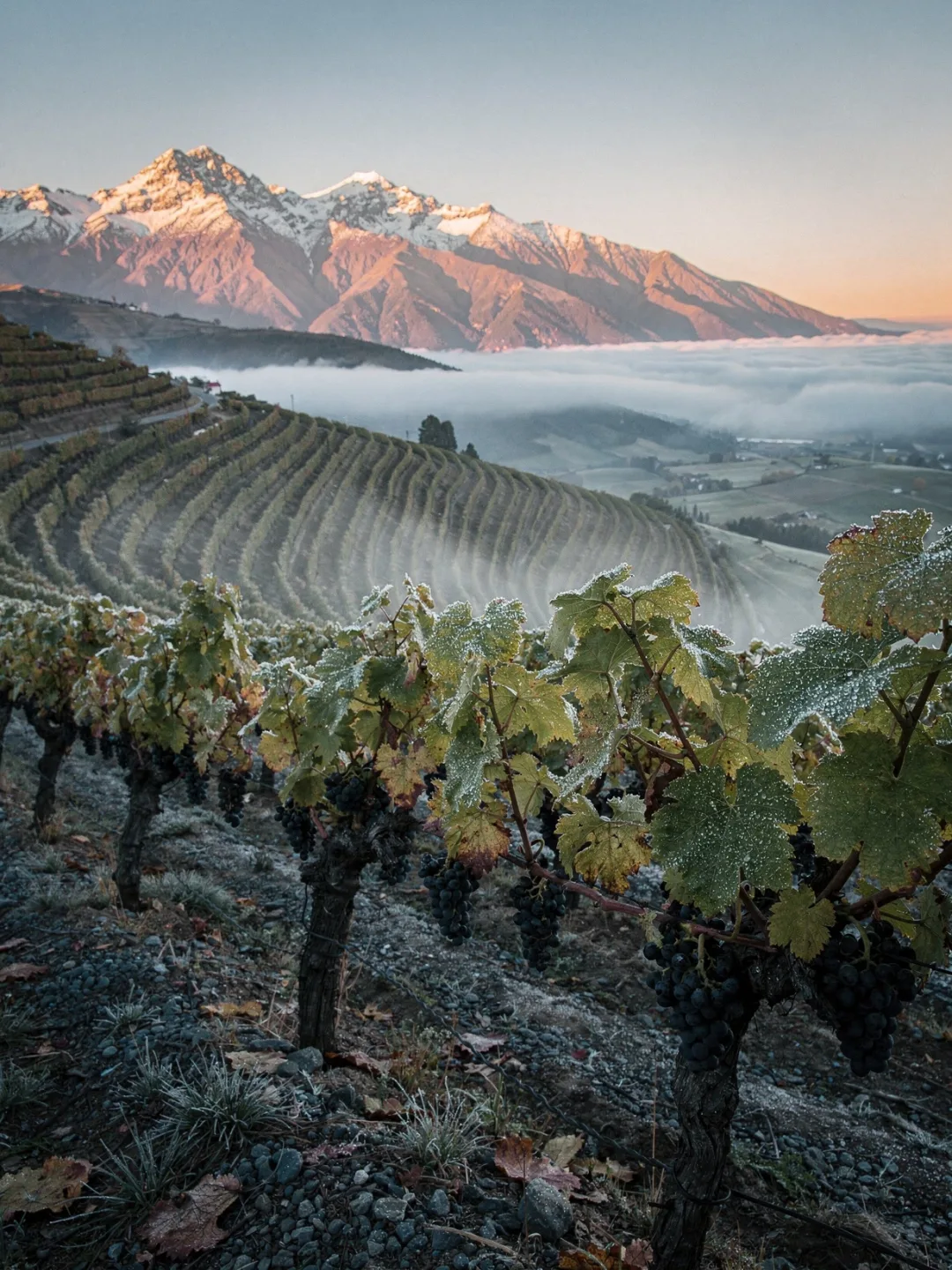 Klima in der Region Colchagua