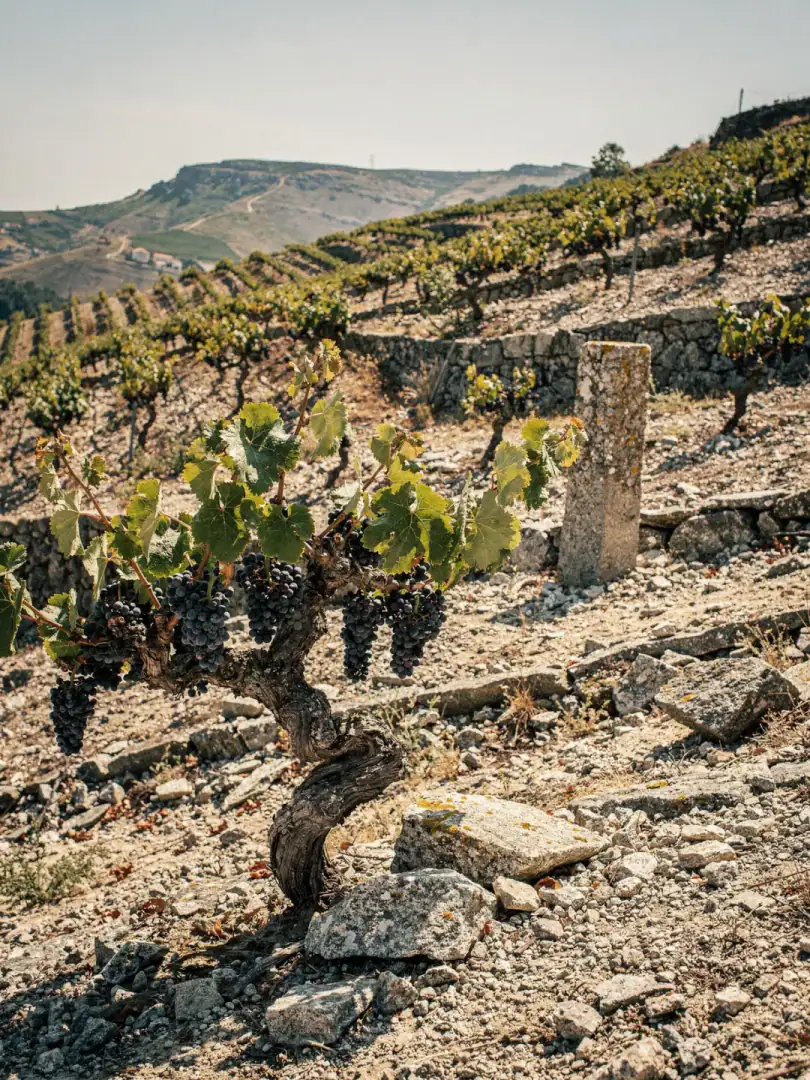 Grape Varieties in the region Dão