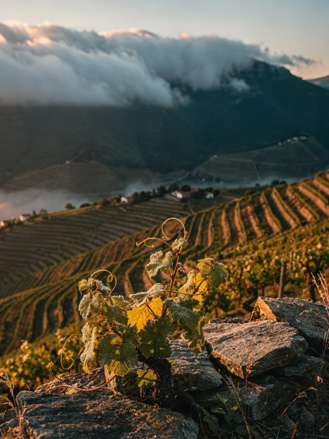 Klima in der Region Douro