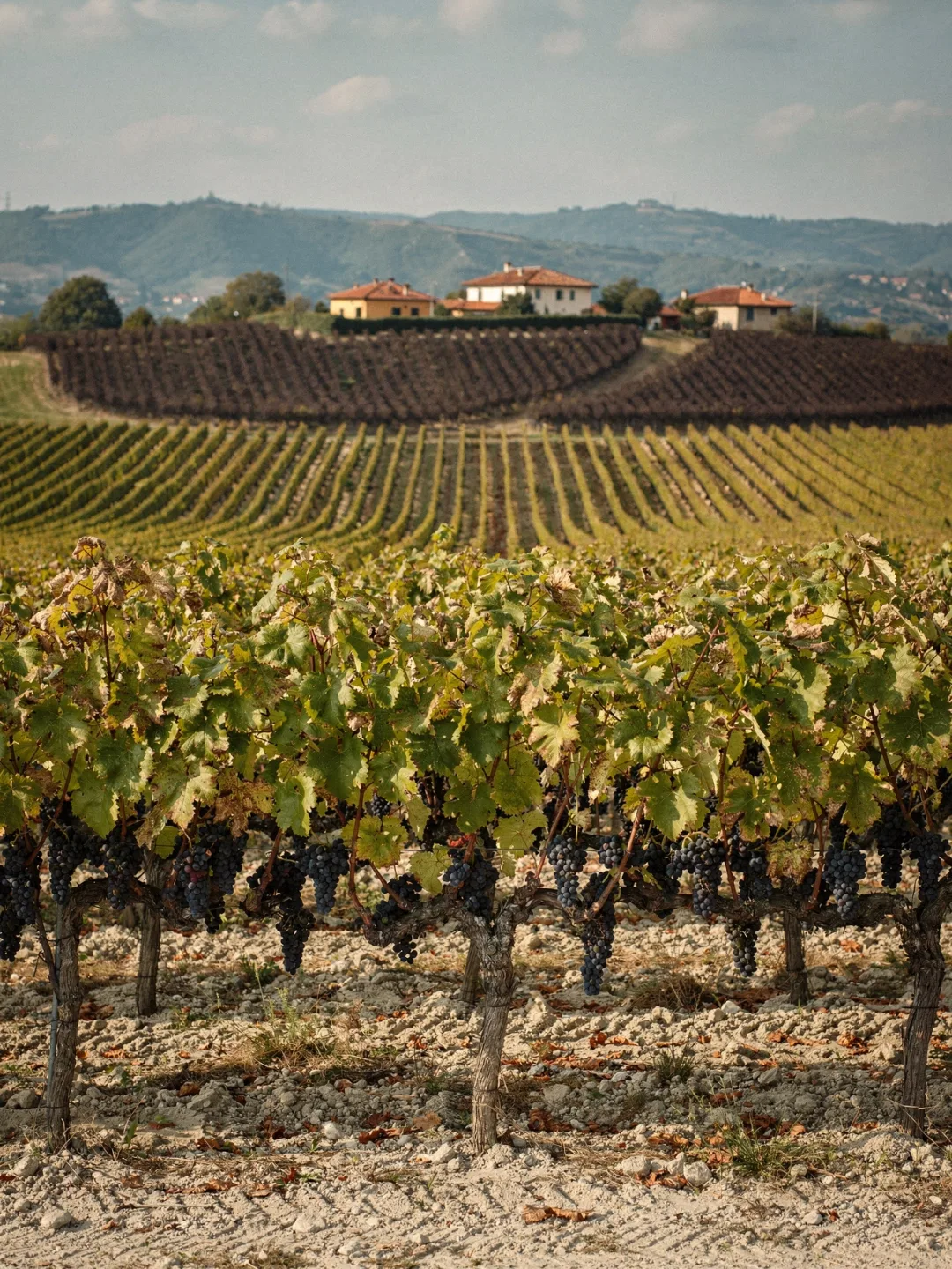 Rebsorten in der Region Emilia-Romagna