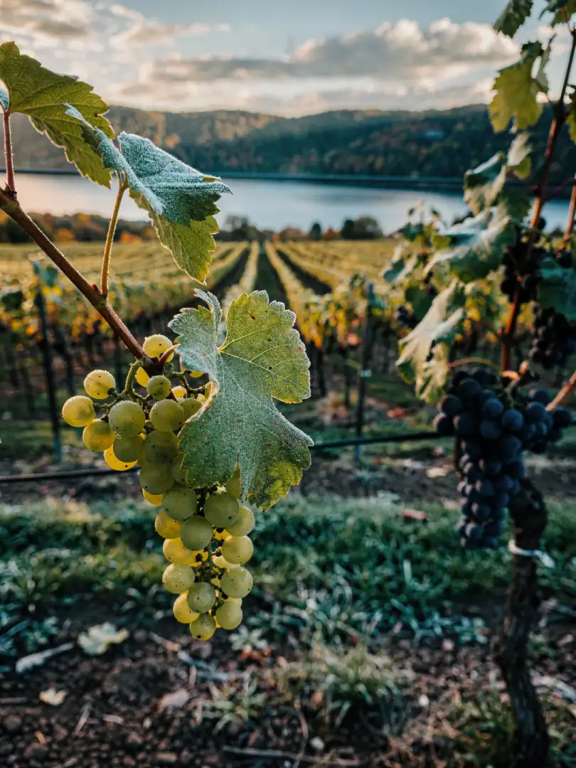 Grape Varieties in the region Finger Lakes