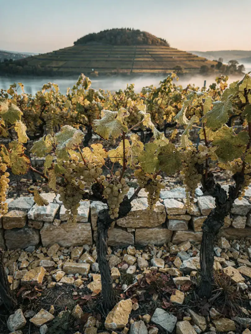Grape Varieties in the region Franconia