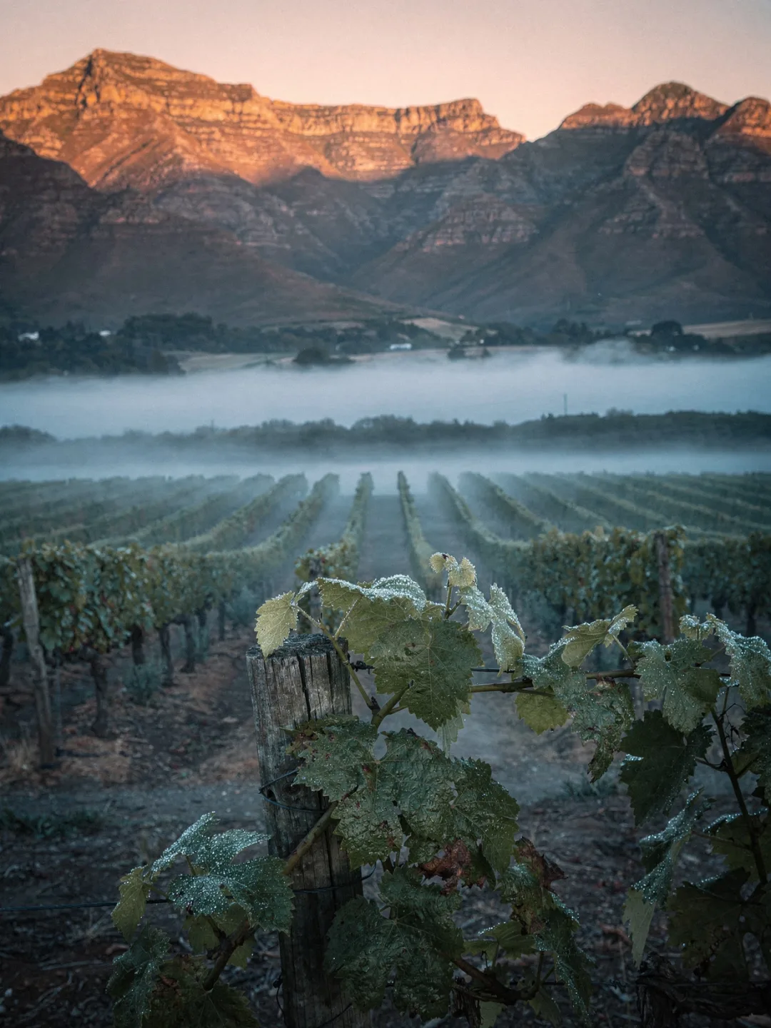 Klima in der Region Franschhoek