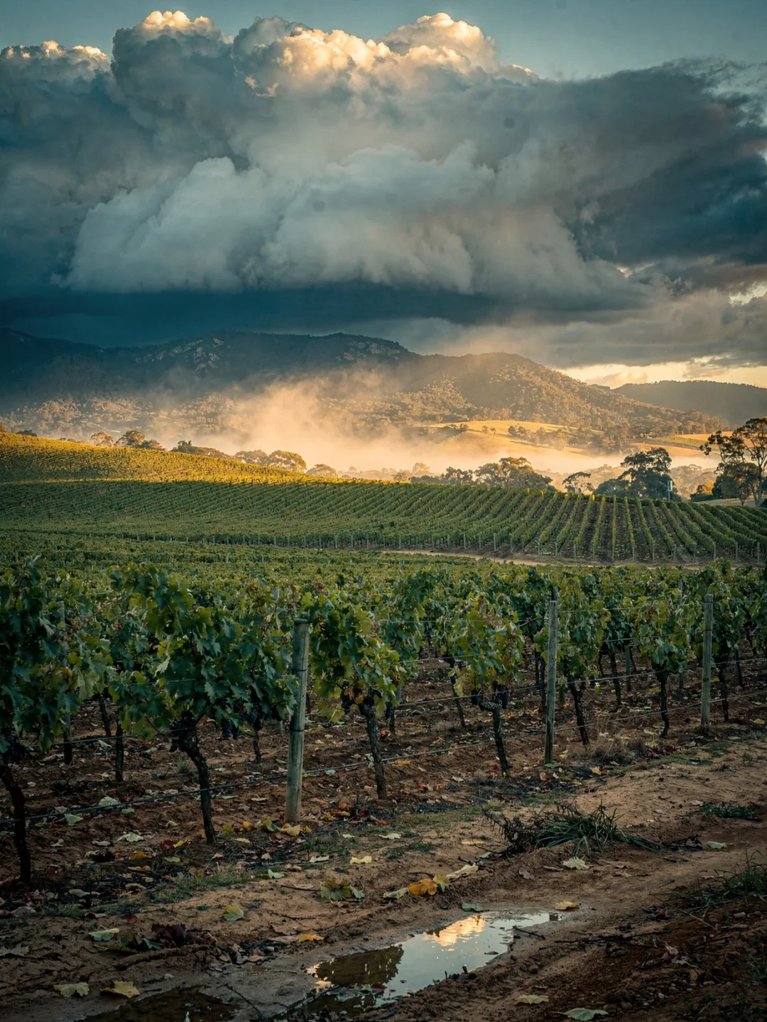 Klima in der Region Hunter Valley