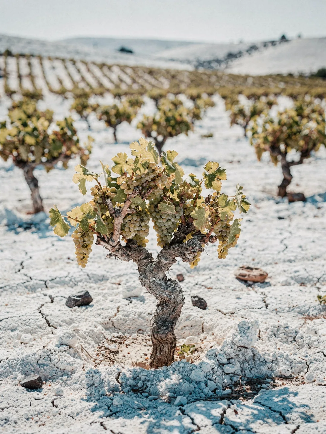 Rebsorten in der Region Jerez