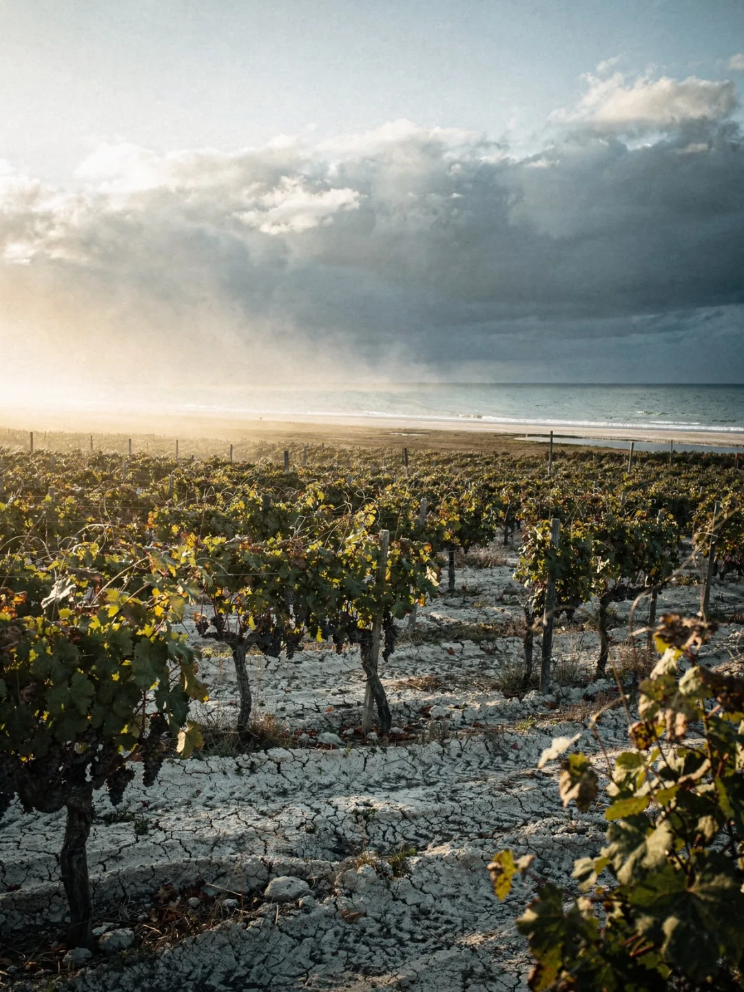 Klima in der Region Jerez