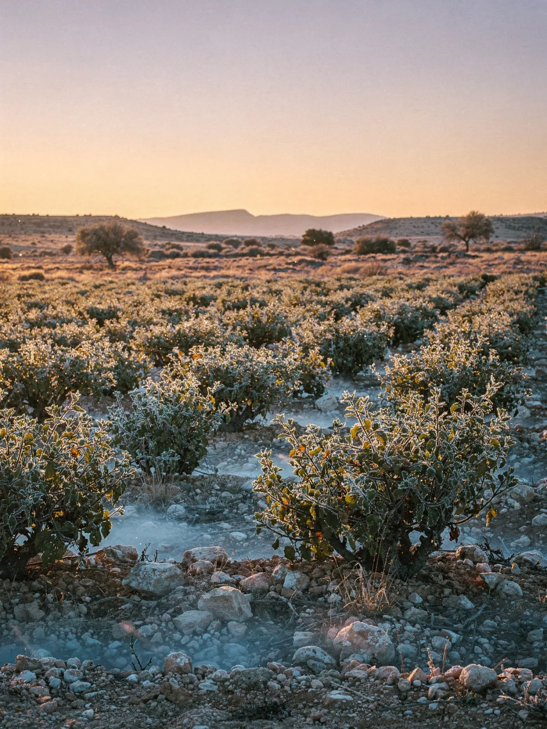 Klima in der Region Jumilla