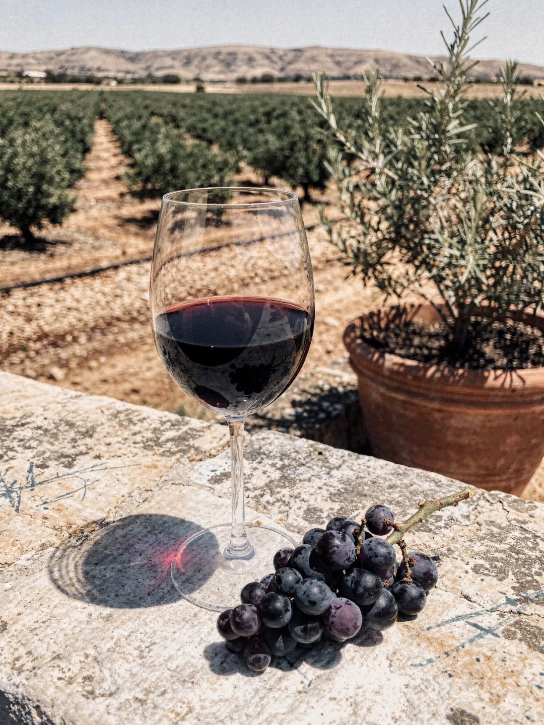 Verkosten in der Region Jumilla