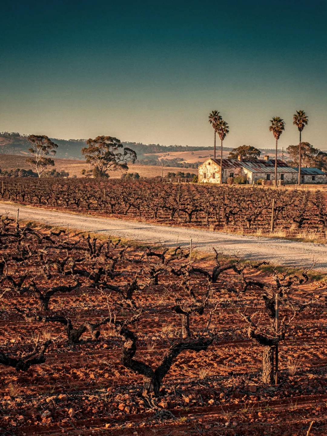 Landschaft der Region Barossa Valley