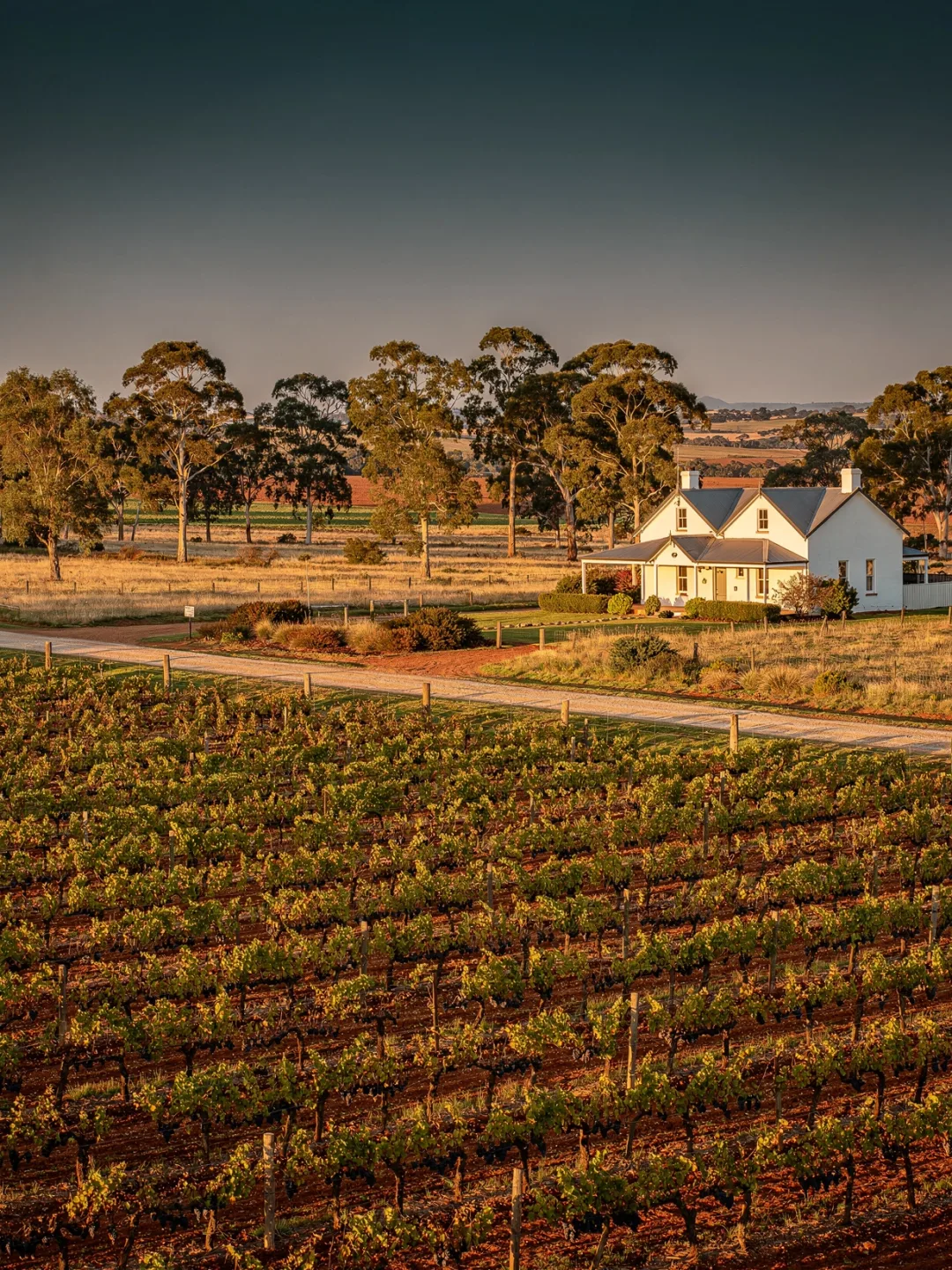 Landschaft der Region Coonawarra