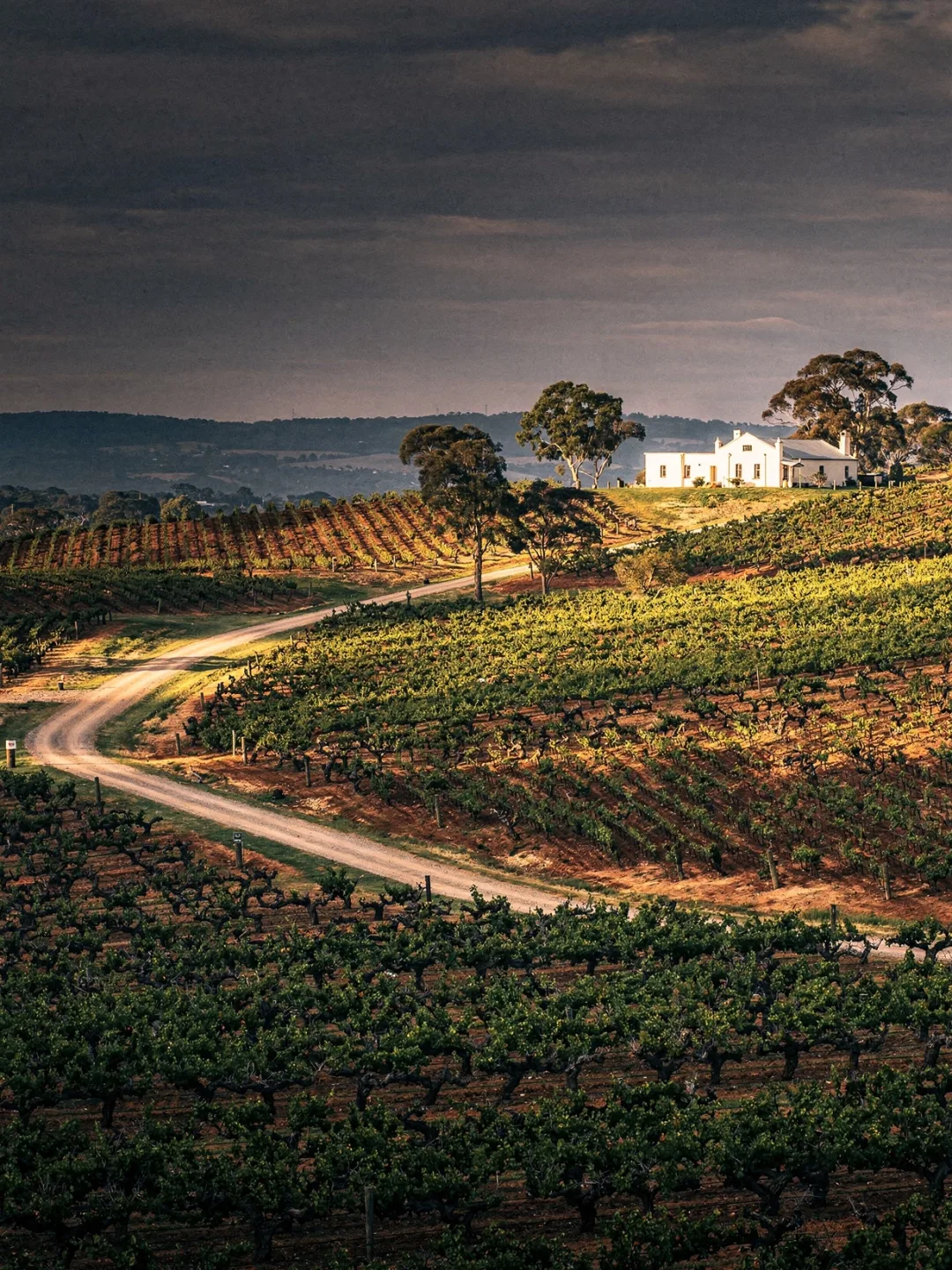Landschaft der Region McLaren Vale