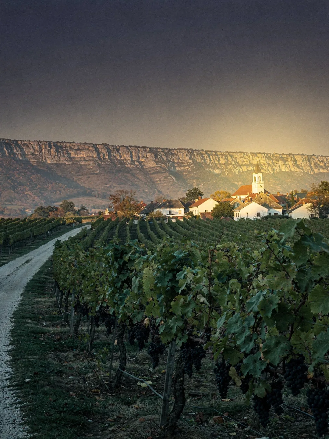 Landschaft der Region Villány
