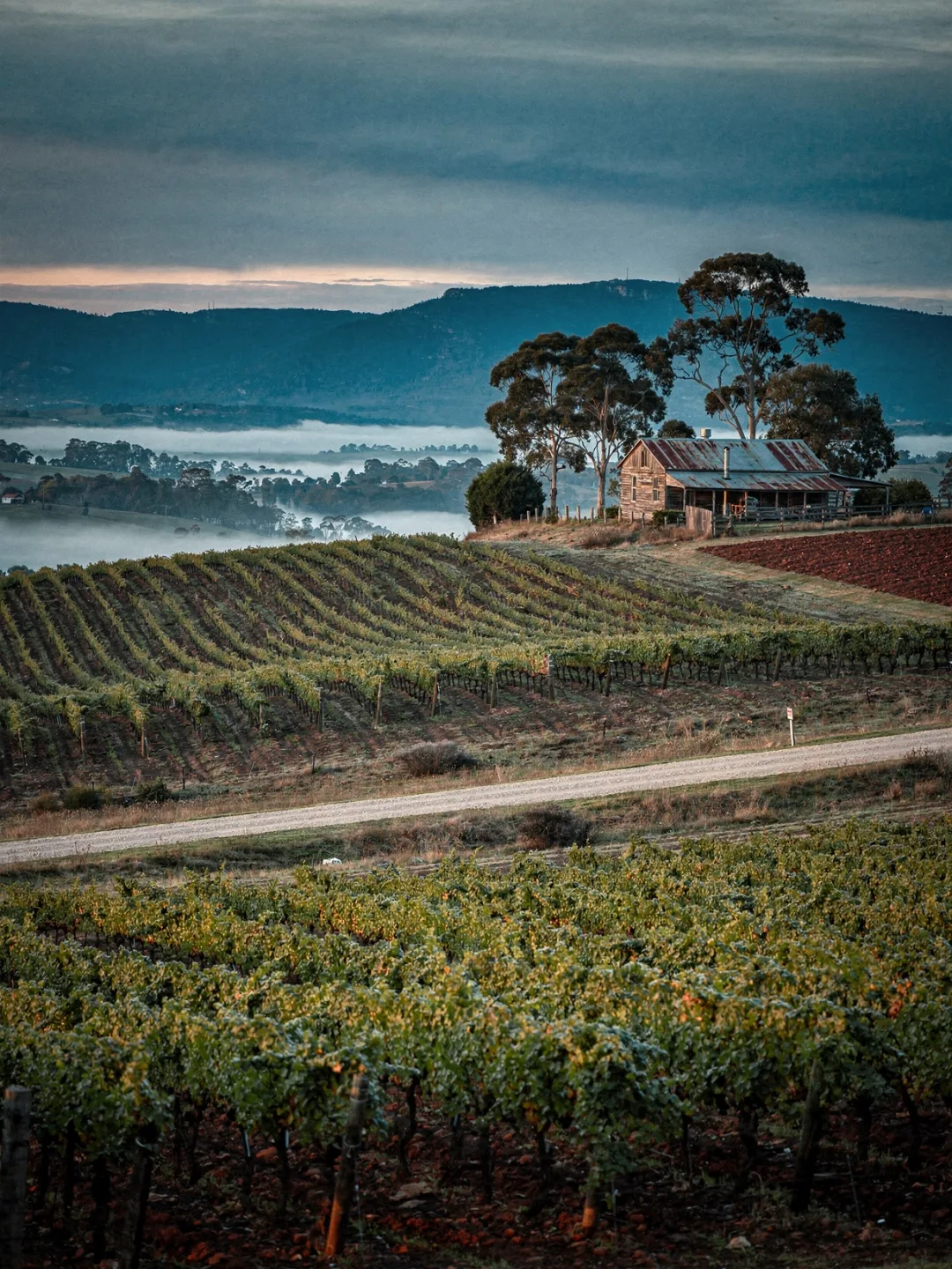 Landschaft der Region Yarra Valley