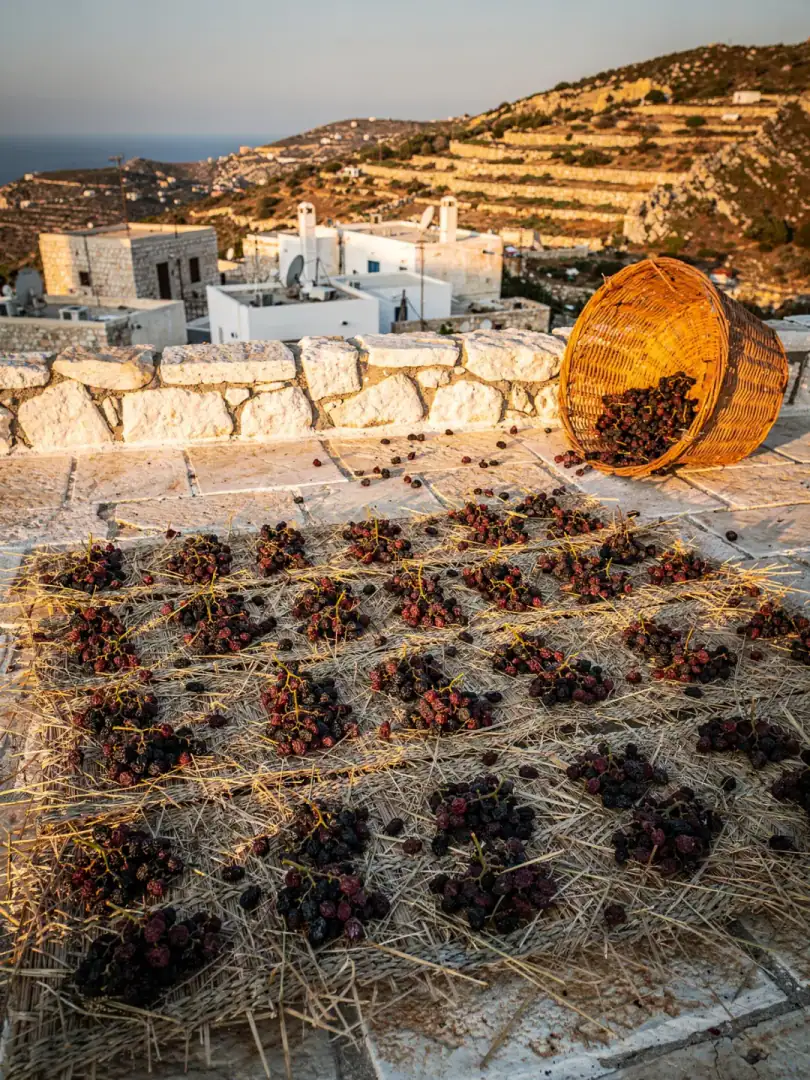 Winemaking in the region Crete