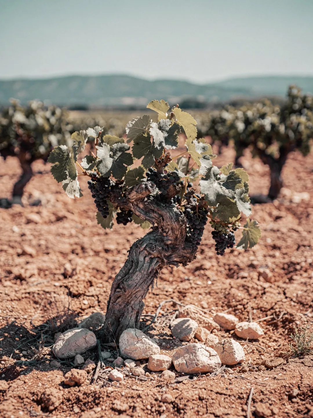 Rebsorten in der Region Languedoc