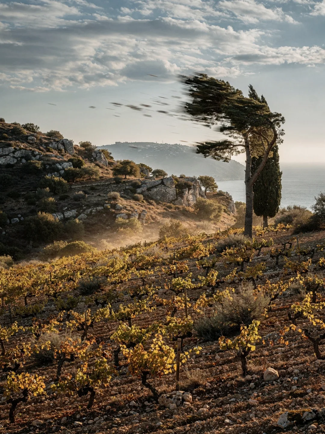 Klima in der Region Languedoc