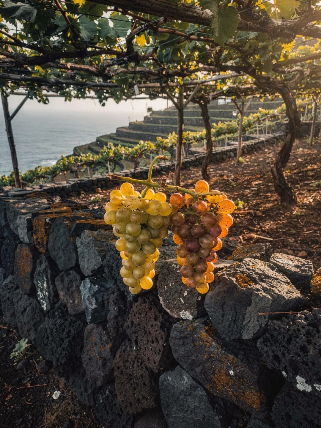 Rebsorten in der Region Madeira