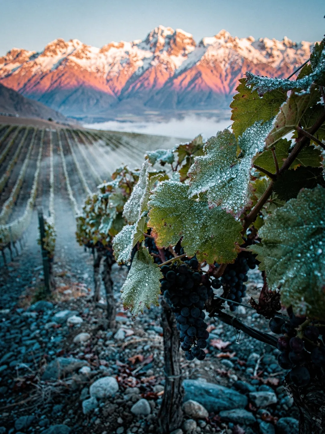 Klima in der Region Maipo