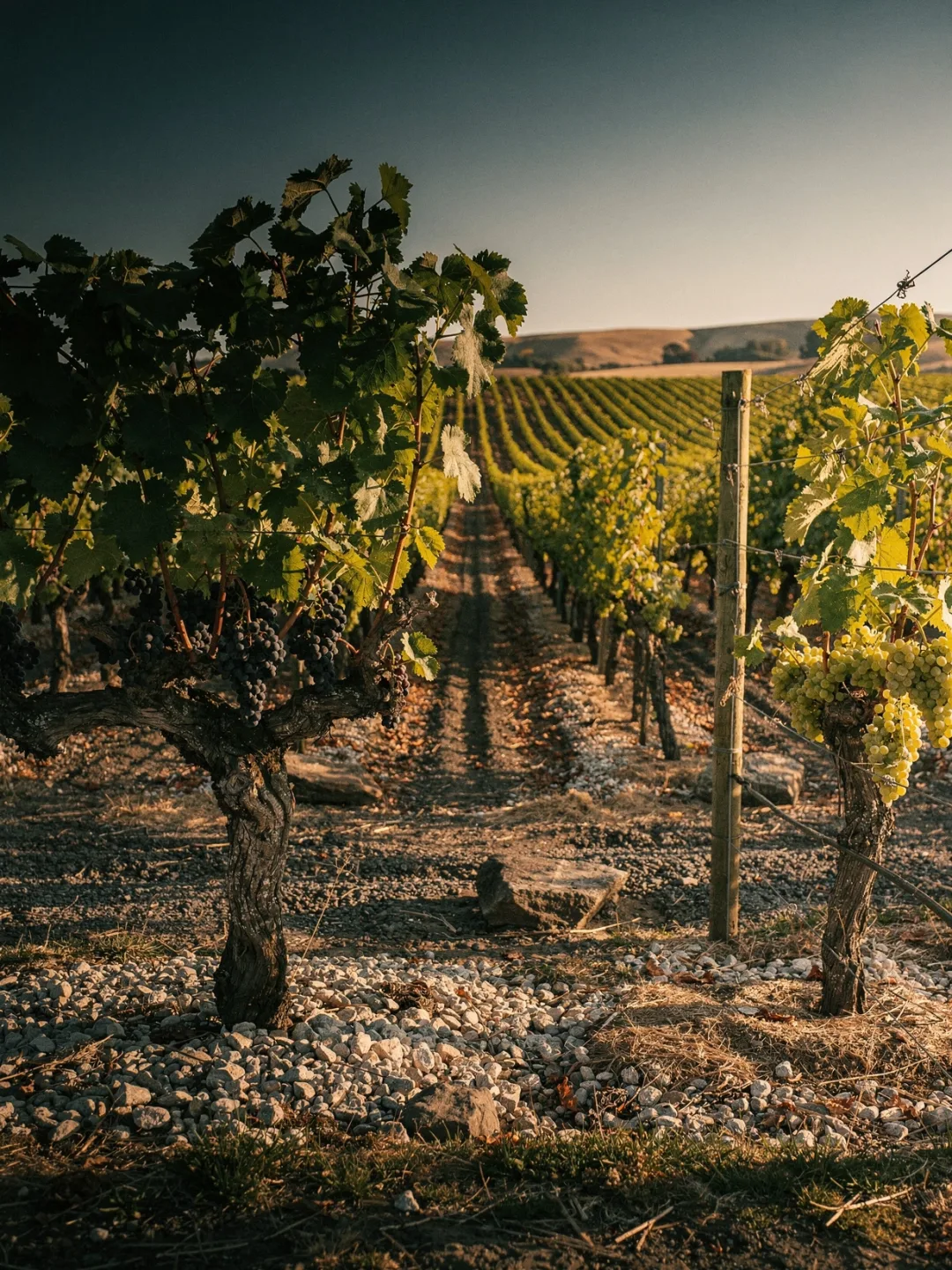 Rebsorten in der Region Martinborough