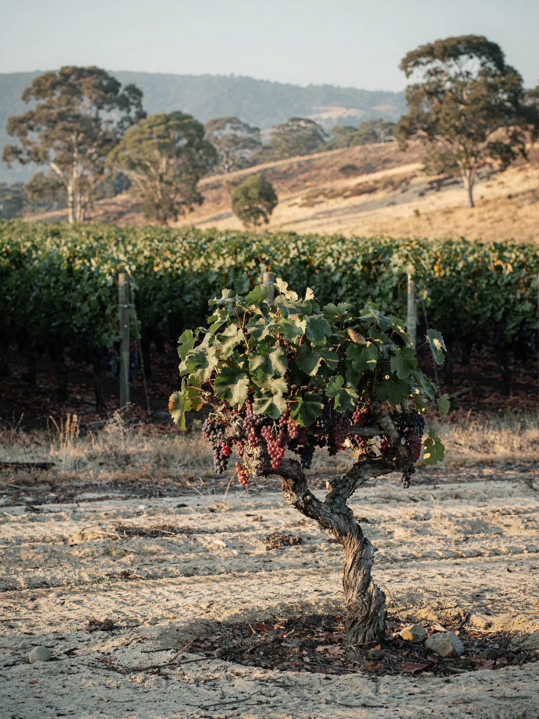 Rebsorten in der Region McLaren Vale