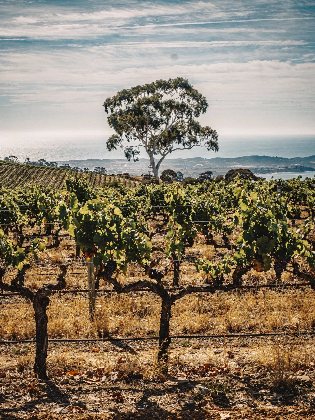 Klima in der Region McLaren Vale