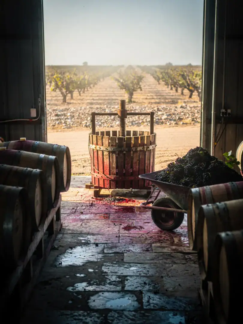 Winemaking in the region McLaren Vale