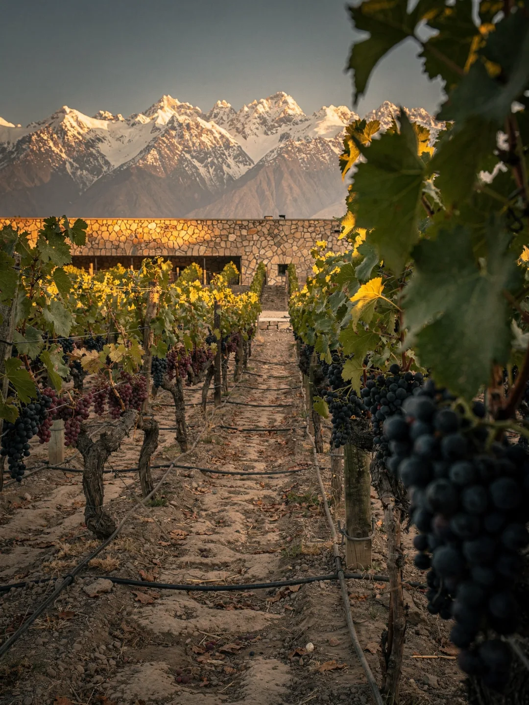 Rebsorten in der Region Mendoza