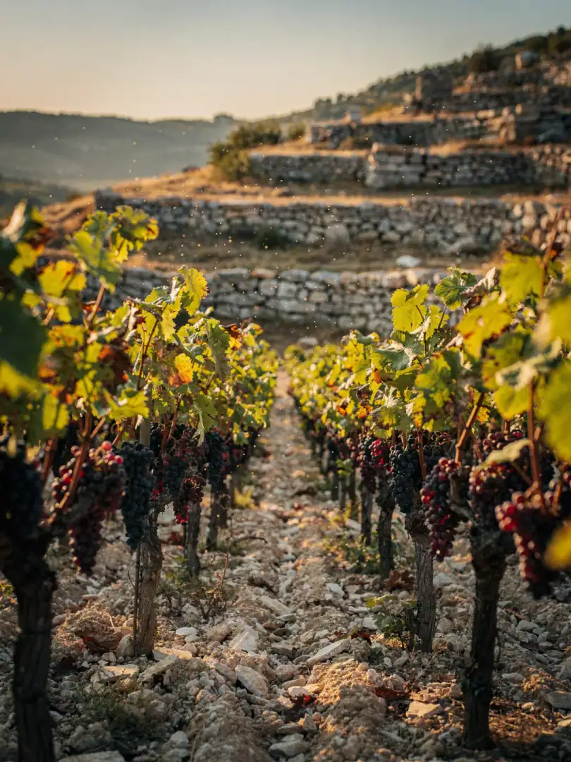Grape Varieties in the region Molise