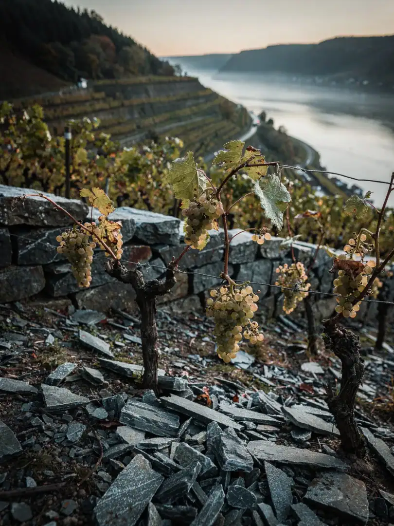 Grape Varieties in the region Mosel
