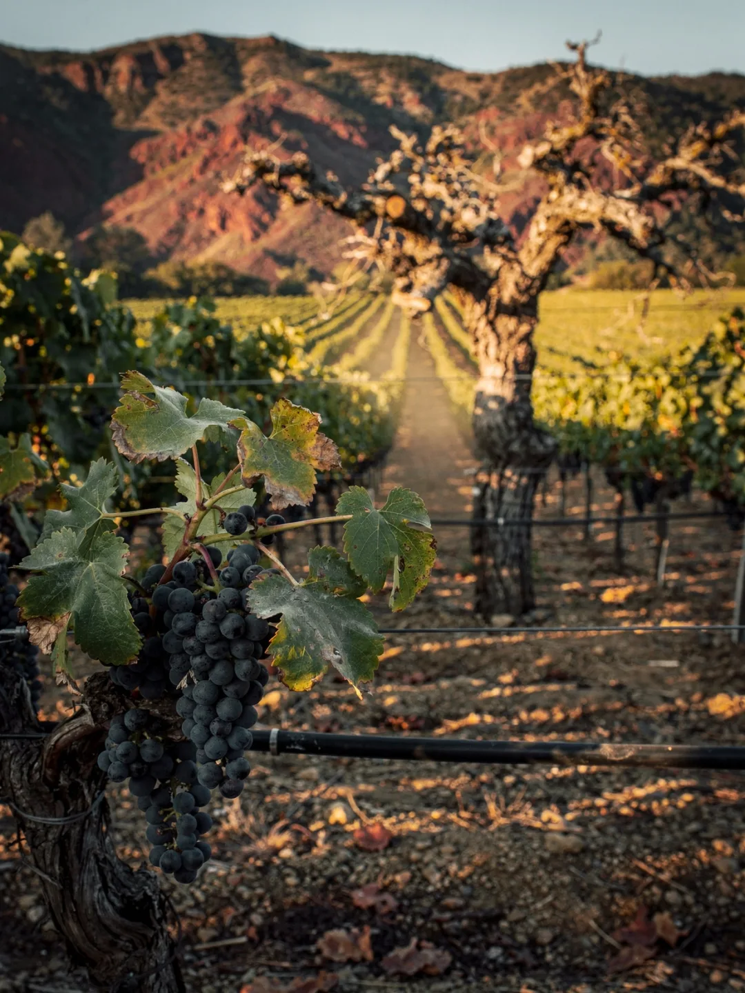Rebsorten in der Region Napa Valley