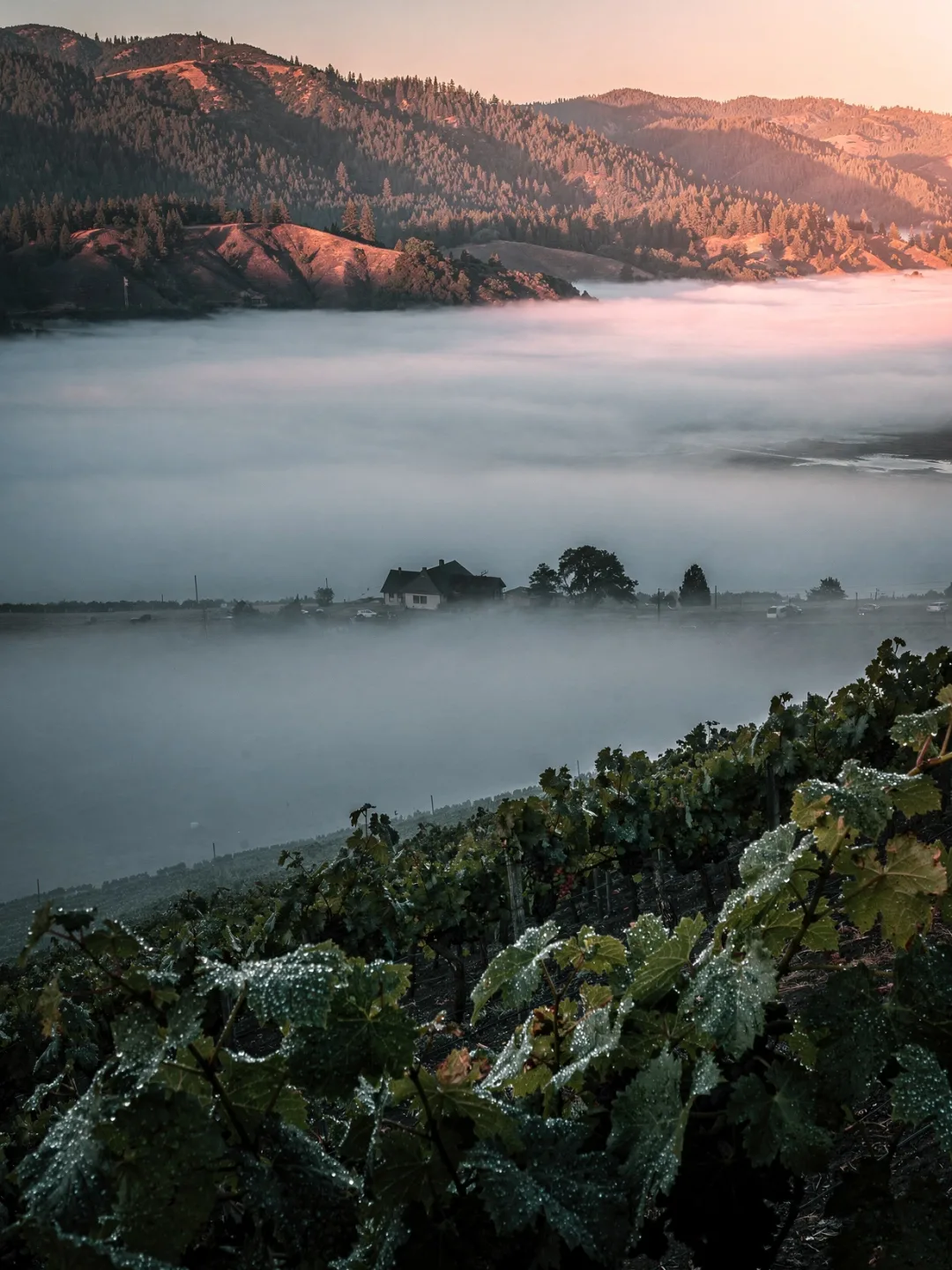 Klima in der Region Napa Valley
