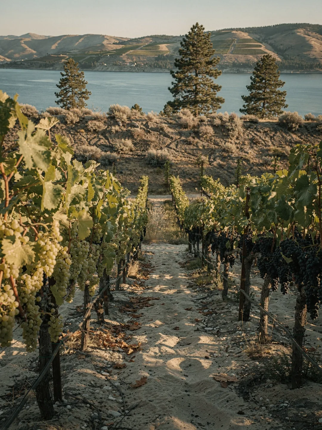 Rebsorten in der Region Okanagan