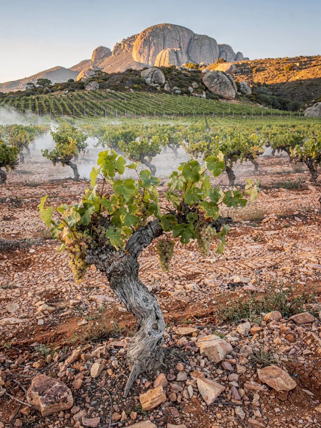 Rebsorten in der Region Paarl