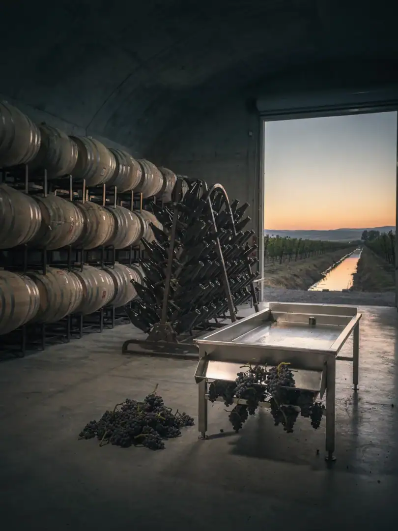 Winemaking in the region Patagonia