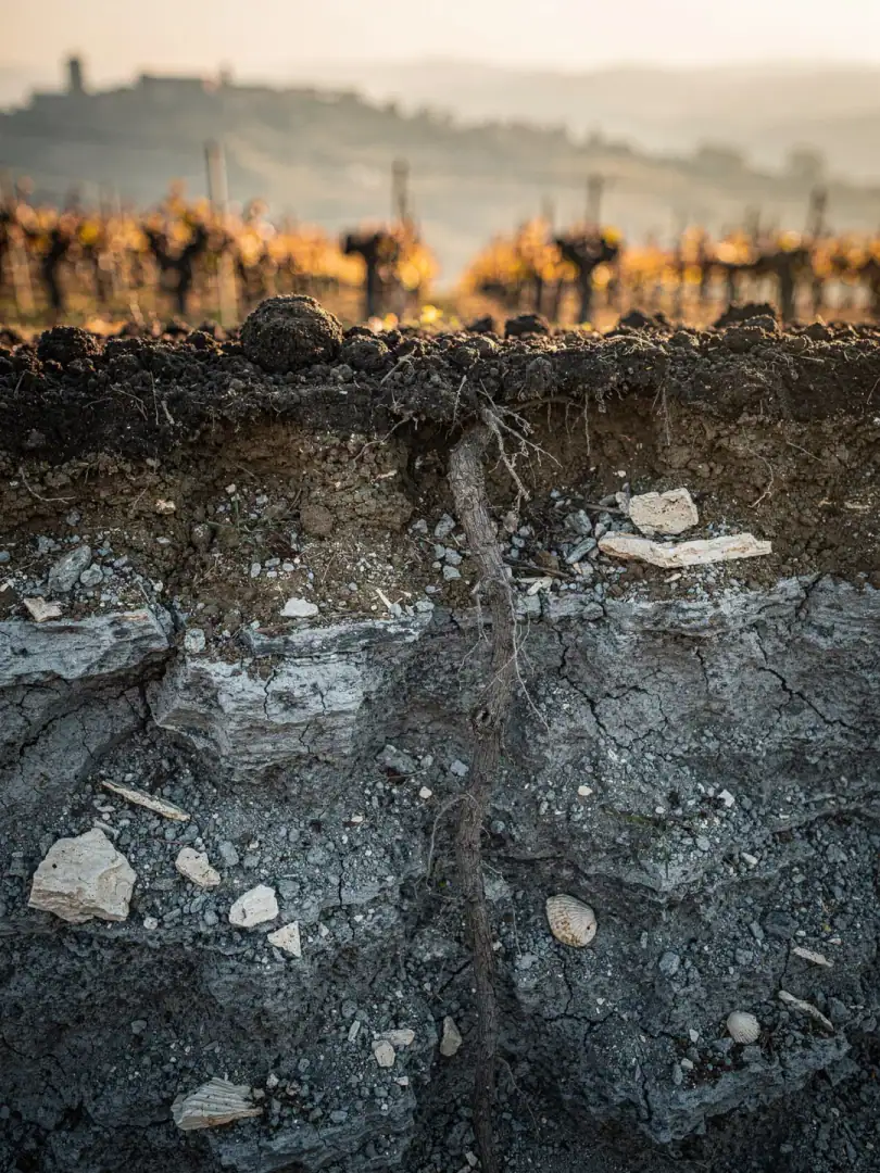 Soils in the region Piedmont