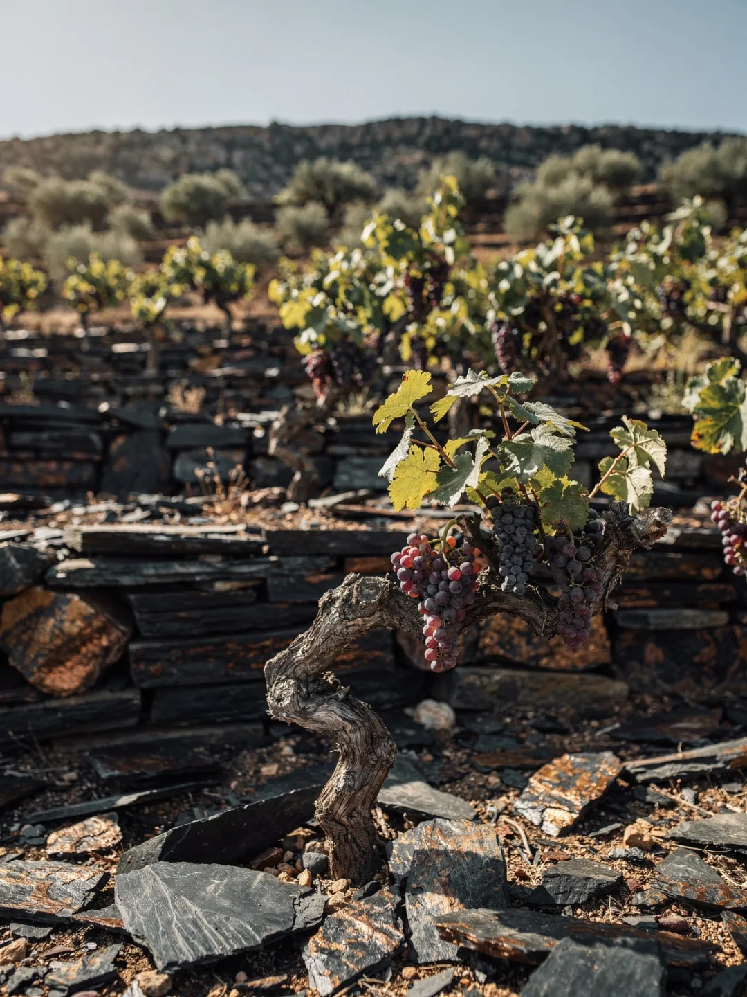 Rebsorten in der Region Priorat