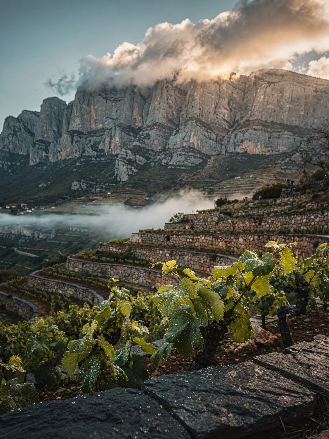 Klima in der Region Priorat